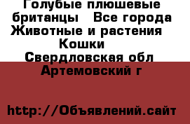 Голубые плюшевые британцы - Все города Животные и растения » Кошки   . Свердловская обл.,Артемовский г.